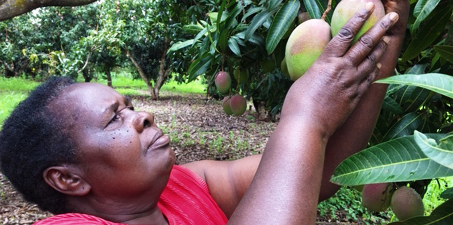 Reshaping Africa's Rural Food Systems and Cutting Food Losses